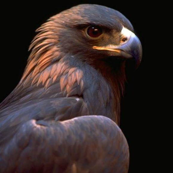 Meet your Posher, Chika - Picture 1 of 1